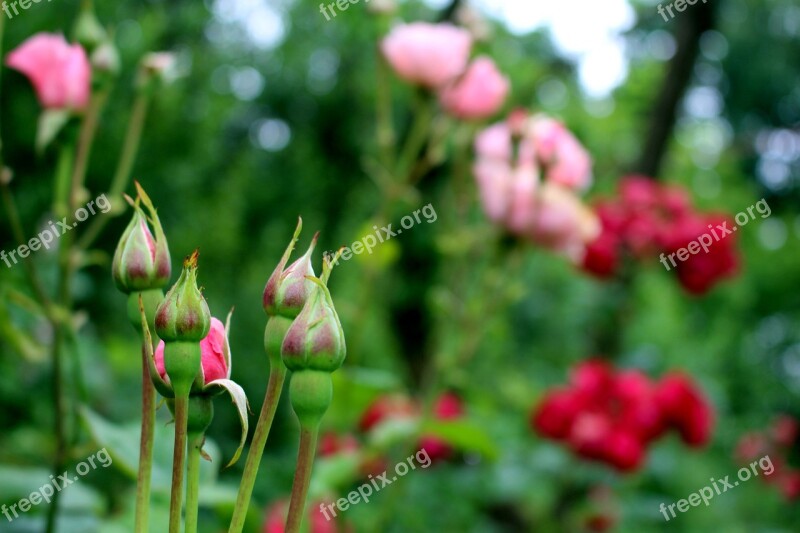 Roses Pink Blossom Bloom Flower