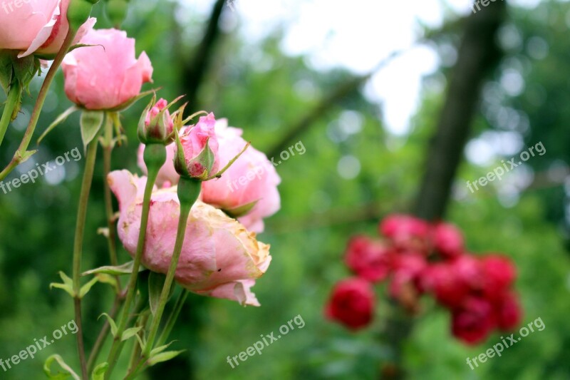 Roses Pink Blossom Bloom Flower