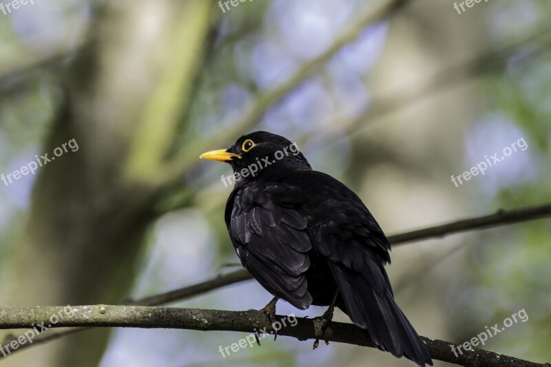 Bird Blackbird Black Nature Animal