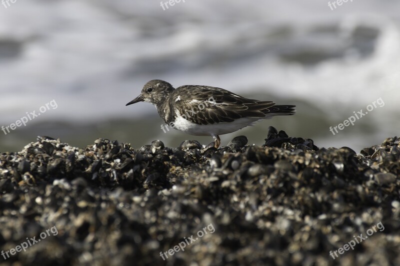 Nature Watts North Sea Wadden Sea Bird