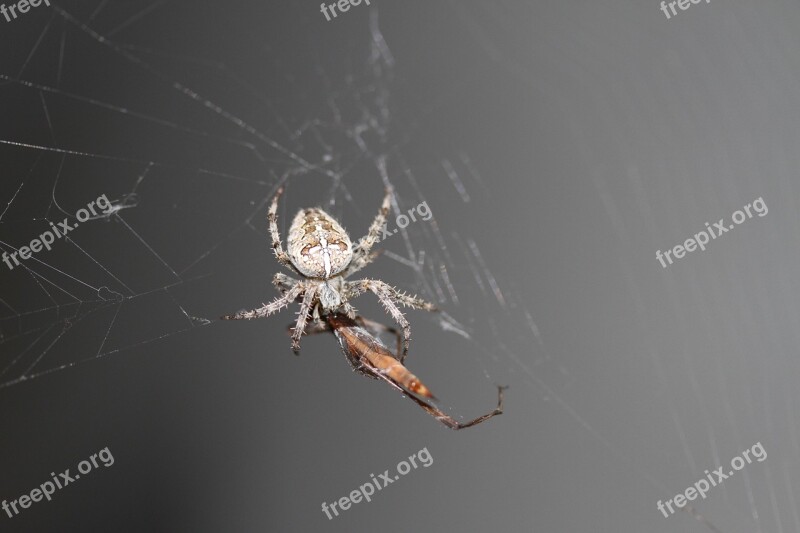 Spider Spider Webs Cobweb Insect Araneus