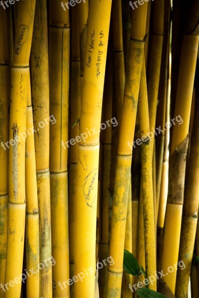 Bamboo Sri Lanka Nature Free Photos