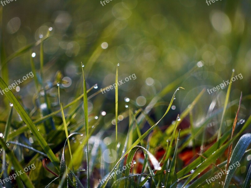 Nature Füszál Drop Freshness Dew-drop