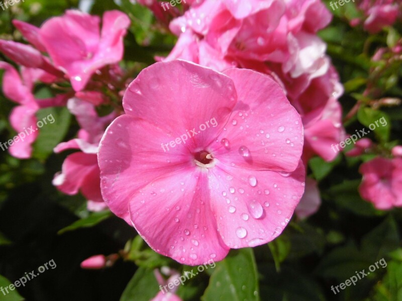 Flower Flowers Raindrop Pink Phlox