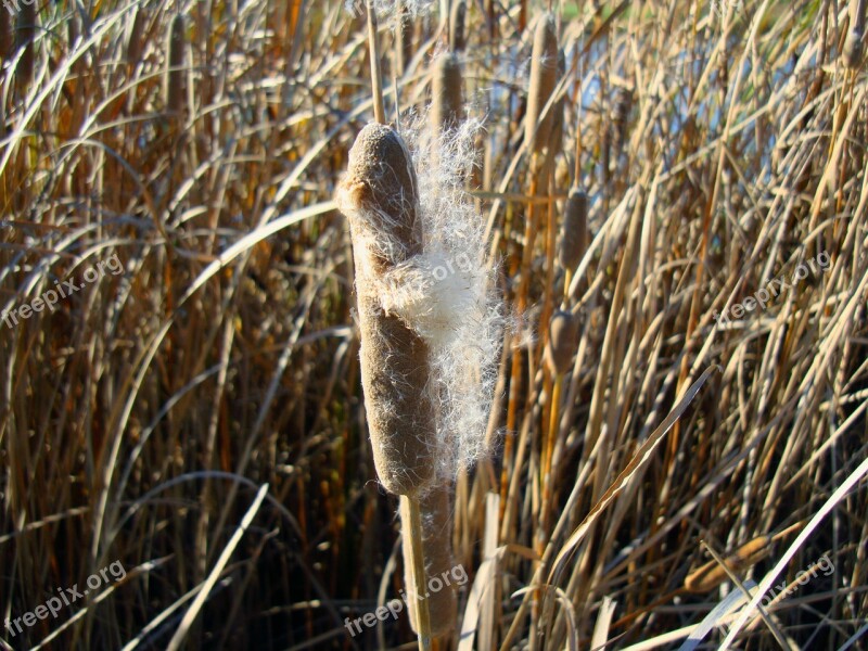 Cattails Typha Plant Typhaceae Corn Dog Grass