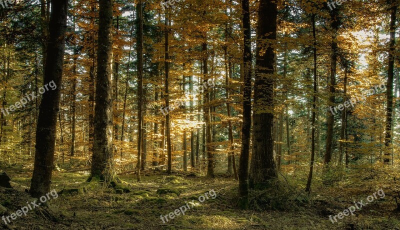 Autumn Forest Landscape Nature Tree