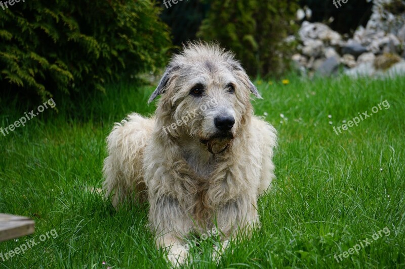 Irish Wolfhound Dog Gentle Giant Free Photos