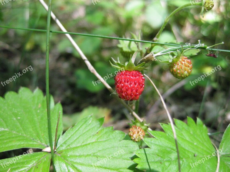 Strawberry Summer Wild Nature Berries