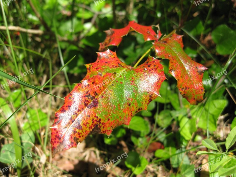 Autumn Leaf Mood Golden Autumn Fall Foliage