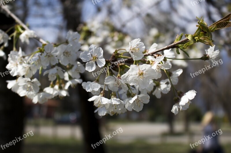 Plant Spring Flower Green Nature