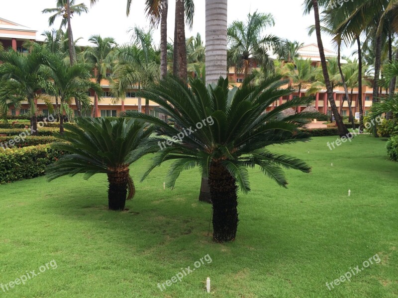 Caribbean Vacations Palm Trees Free Photos