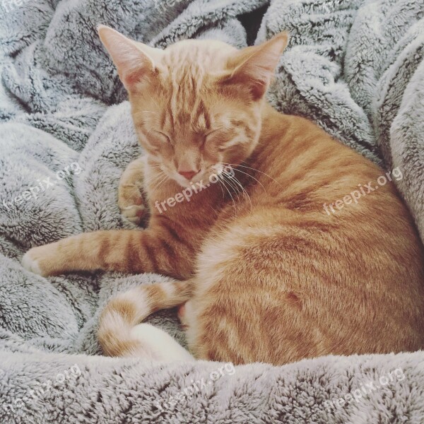 Cat Blanket Fluffy Love Cute