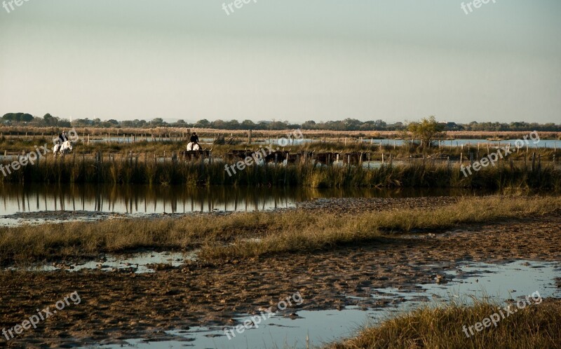 Camargue Marsh Bulls Gardians Free Photos