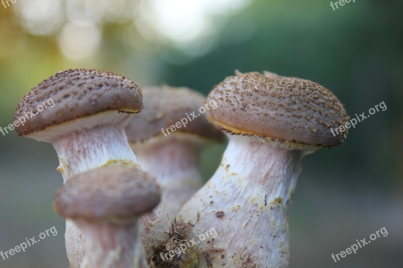 Boletus Scale Nature Free Photos