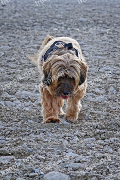 Dog Tibetan Terrier Small Dog Runs Tired