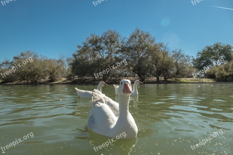 Duck Swan Fish Pond Species