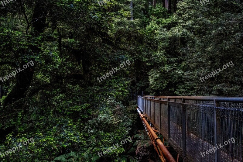 Australia Landscape Forest Trees Woods