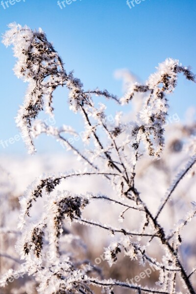 Winter Snow Nature Wintry White