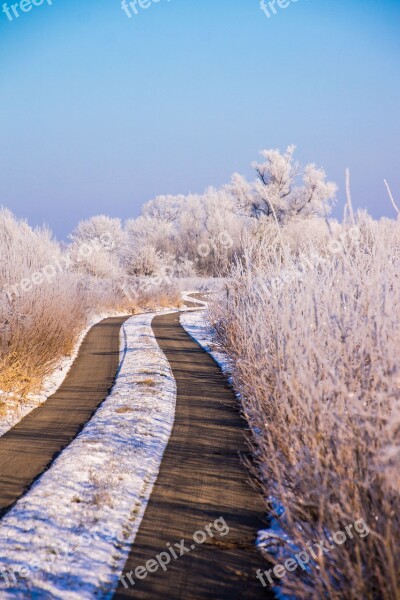 Winter Snow Nature Wintry White