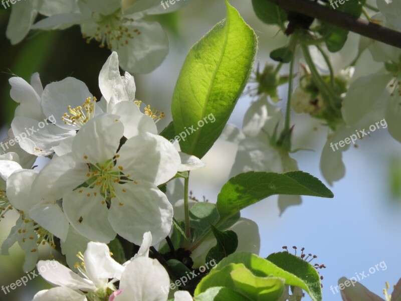 Apple Blossom Apple Tree White Free Photos