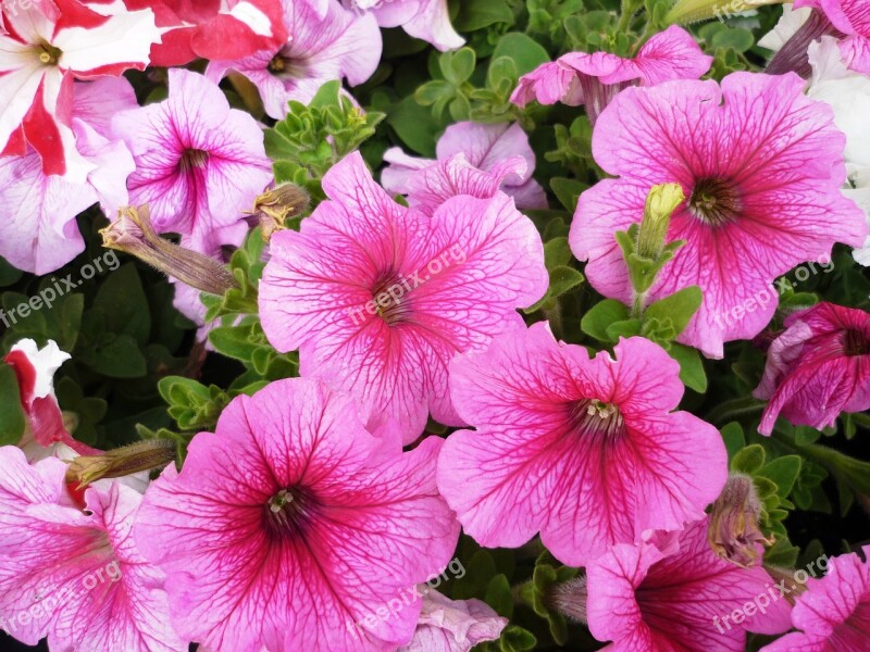 Petunias Pink Flower Free Photos