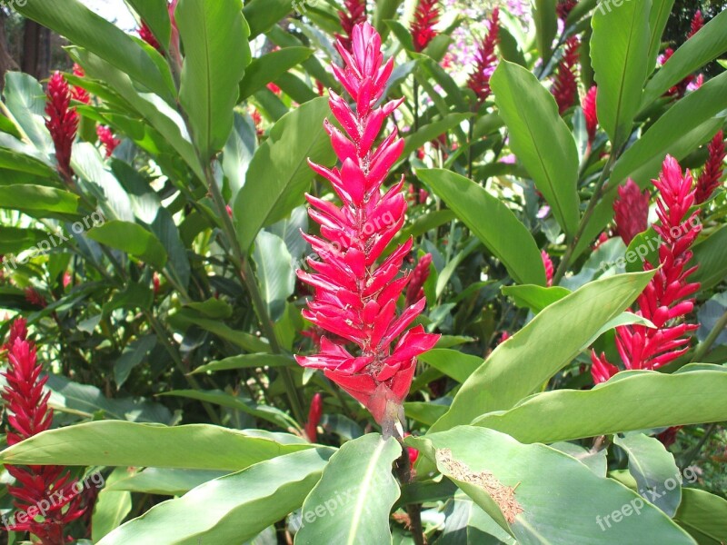 Colombia Flower Heliconia Plant Leaves