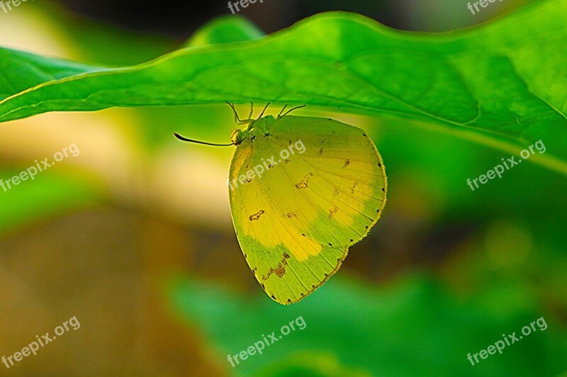 Wildanimal Butterfly Green Yellow Animal