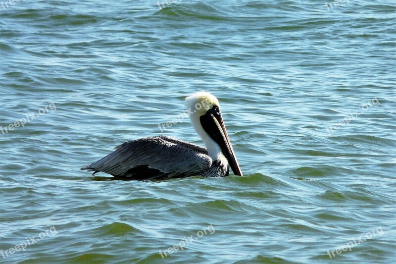 Animals Pelikan Water Bird Water Nature