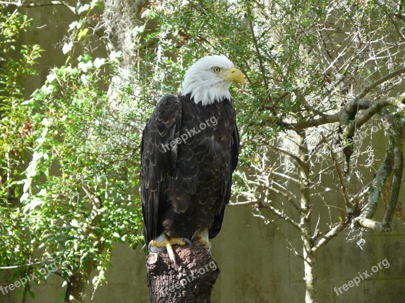 Animals Adler Raptor Nature Birds