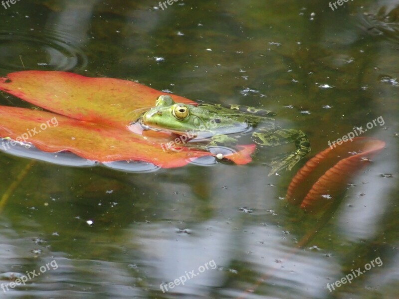 Frog Pond Lily Pad Free Photos