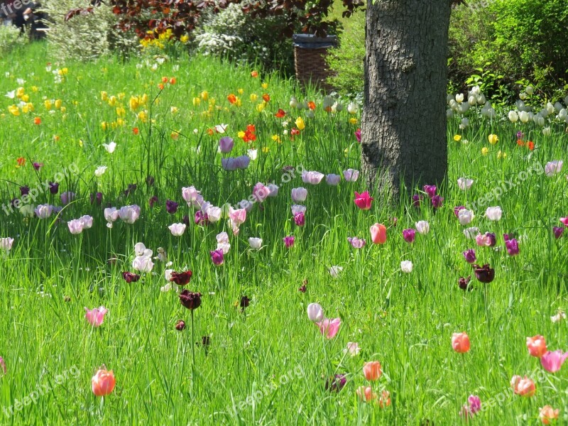 Tulip Meadow Spring Park Free Photos