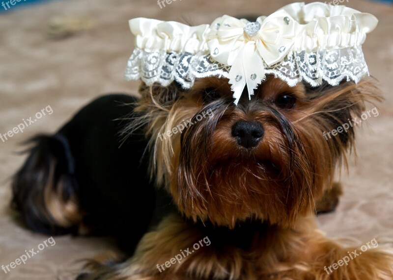 Puppy Dog Animals Home Yorkshire Terrier