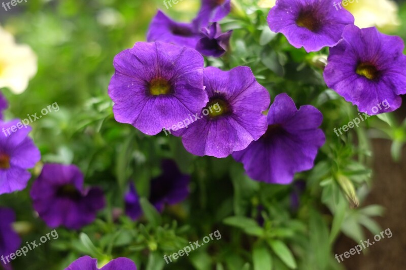 Purple Flowers Purple Green Foliage Spring