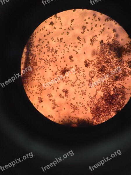 Homework Microbiology Biochemist Biochemistry Microscope