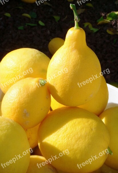 Lemons Harvest Fruit Yellow Citrus