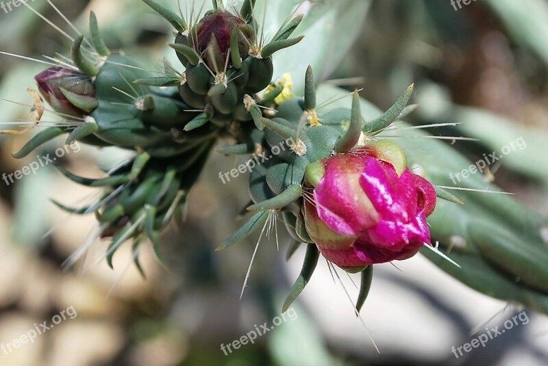 Cactus Flower Pink Desert Garden