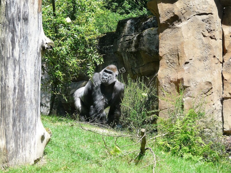 Gorilla Zoo Ape Animal Free Photos