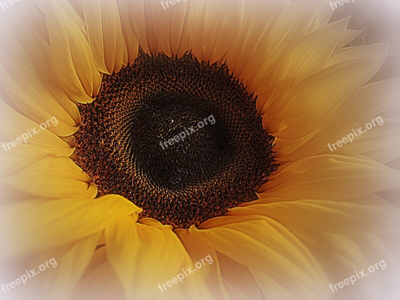 Sunflower Yellow Color Key Summer Macro