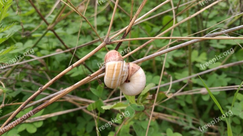 Snails Snail Autumn Free Photos