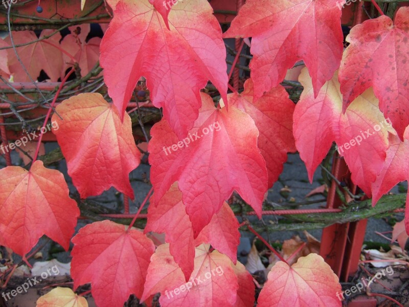 Autumn Leaves Nature Red Colors Of Autumn