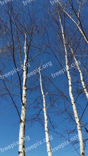 Birch Aspen Wisconsin Midwest Trees