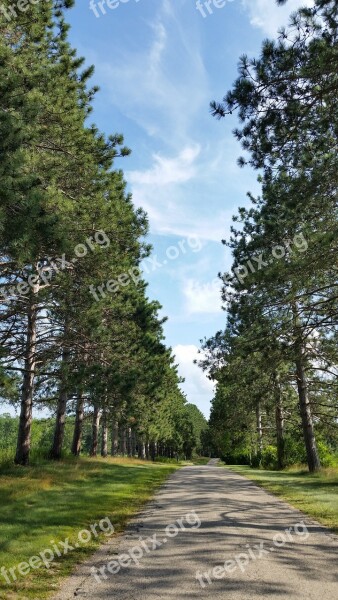 Trees Shadows Summer Landscape Scenery