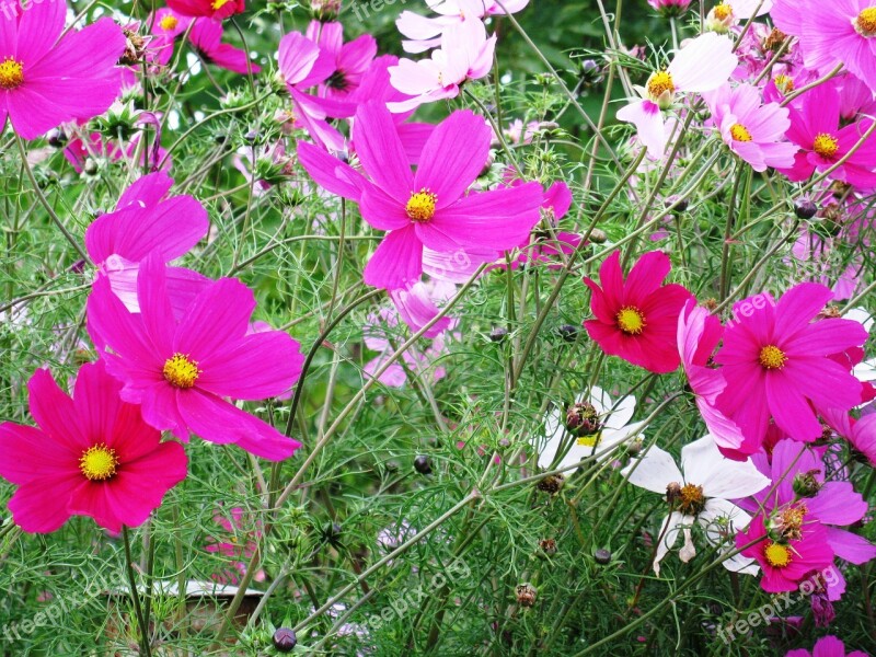 Cosmea Flowers Purple Summer Free Photos