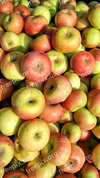 Apples Red Apples Fruits Healthy Free Photos