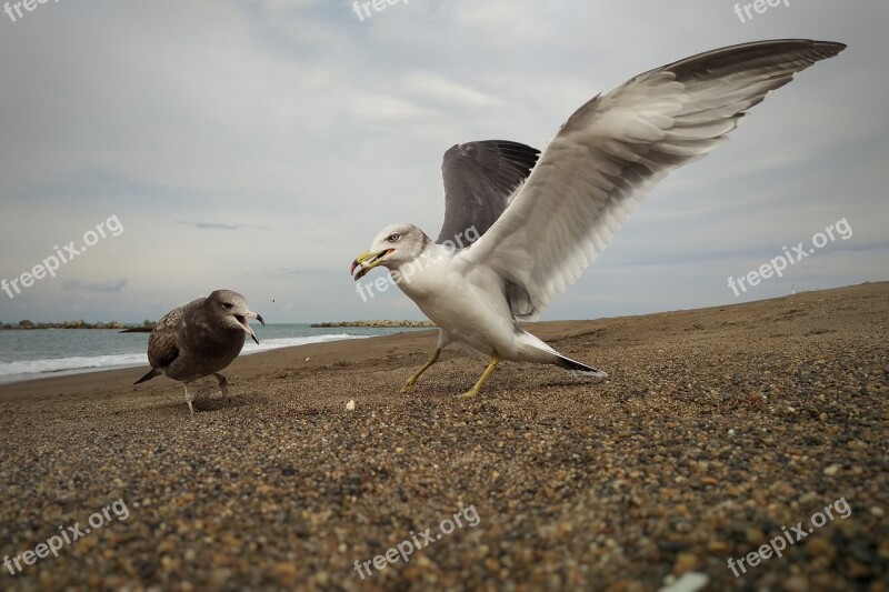 Cloudy Sky Sea Beach Seagull Birds Of The Sea