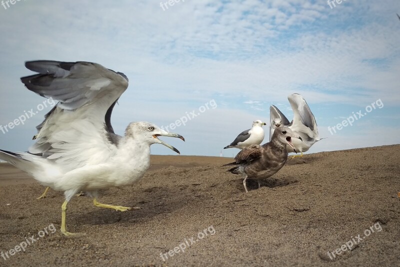 Sky Cloud Beach Seagull Birds Of The Sea