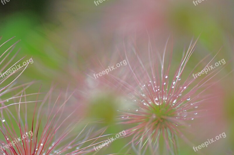 Pasque Flower Green Pink Blossom Bloom