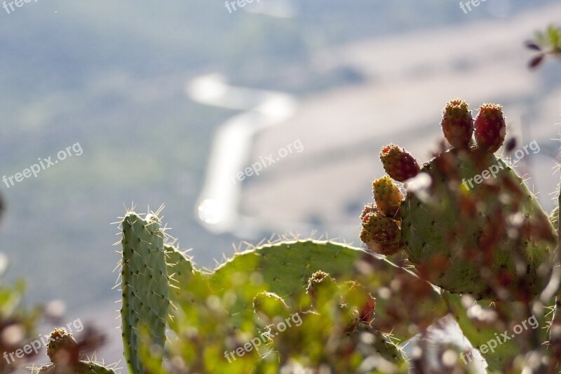 Prickly Pears Nature Plants Landscape Macro