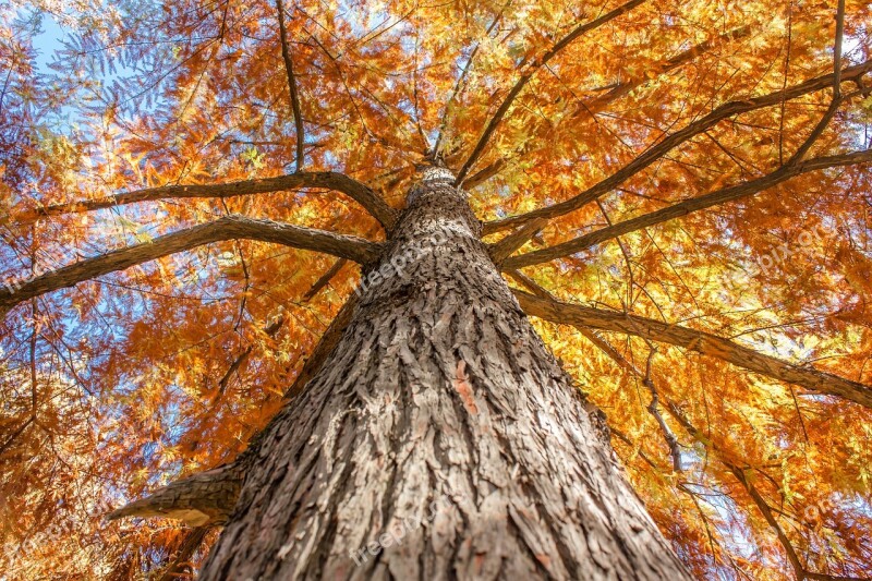 Tree Yellow Leaves Autumn Old Tree Look Up