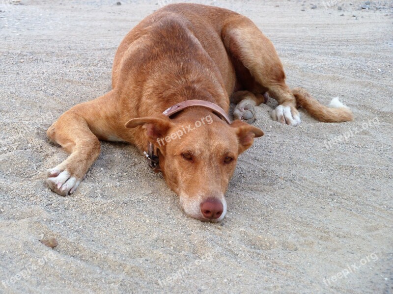 Animal Dog Beach Relax Rest